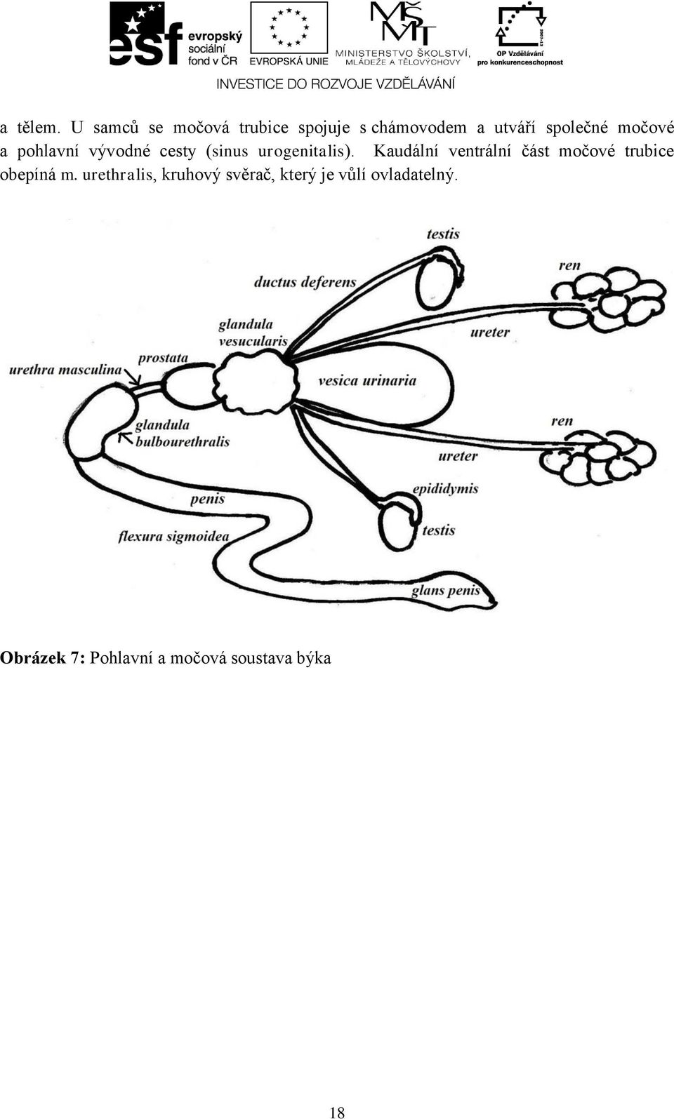 močové a pohlavní vývodné cesty (sinus urogenitalis).