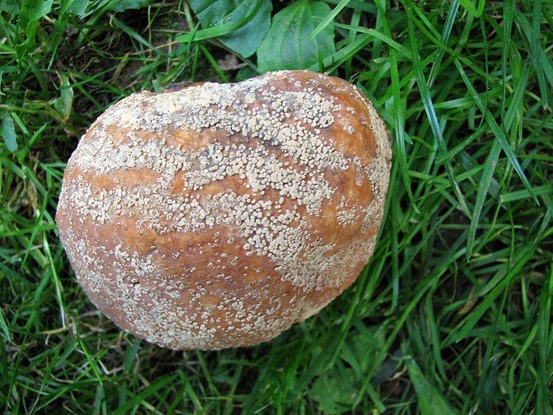 hlízenka ovocná způsobují tzv. Jak se projevuje? moniliózu. Monilia owocowa. In: MARIUSZJBIE. Wikipedia: the free encyclopedia [online].