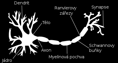 a/ Biologická determinace lidské Nervová soustava obr.