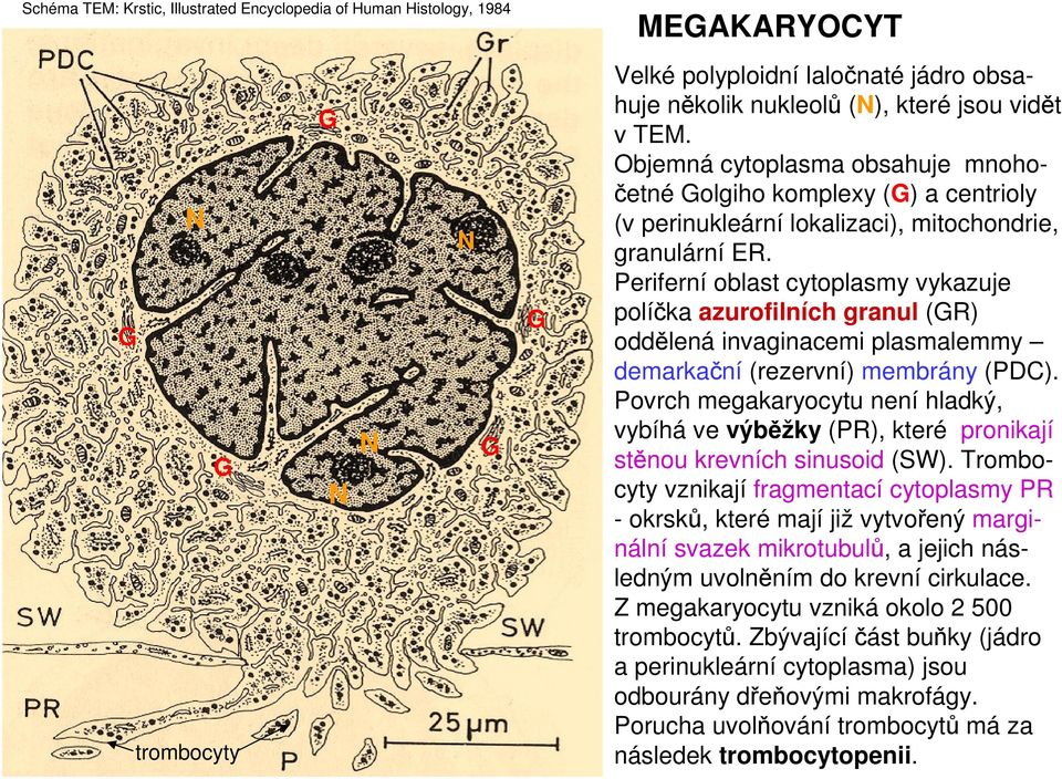 Periferní oblast cytoplasmy vykazuje políčka azurofilních granul (GR) oddělená invaginacemi plasmalemmy demarkační (rezervní) membrány (PDC).