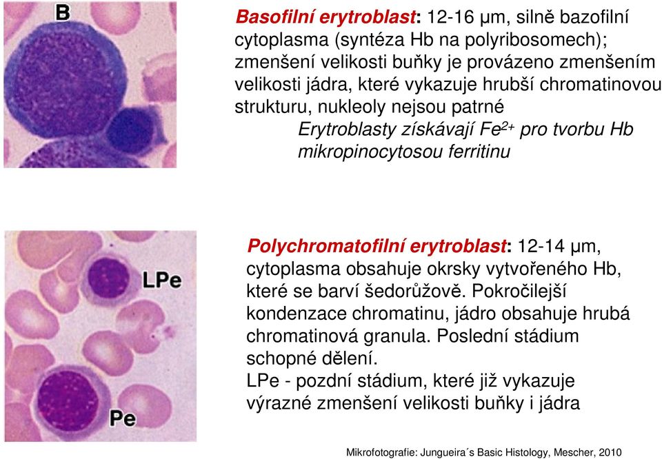 12-14 µm, cytoplasma obsahuje okrsky vytvořeného Hb, které se barví šedorůžově. Pokročilejší kondenzace chromatinu, jádro obsahuje hrubá chromatinová granula.