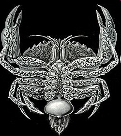 Podkmen CRUSTACEA (korýši) - členovci žijící převážně ve vodním prostředí - zdroj sekundárních infekcí - většina žije volně, někteří cizopasně