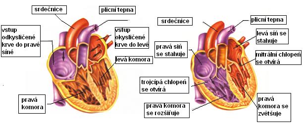 2.3. Fáze srdečního cyklu 1. Fáze: diastola komor: 2.
