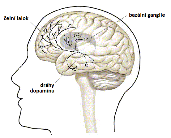 Další jádra produkují noradrenalin a dopamin. Např. nucleus niger se při nedostatku dopaminu podílí na vzniku Parkinsonovy choroby, ztuhlosti a stresu.