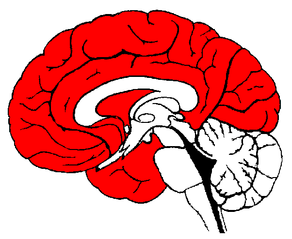 TELENCEPHALON (koncový mozek) Mozková kůra se dělí na celou řadu oblastí, např.