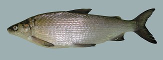 síh maréna Coregonus maraena - 50-70 cm, tupý rypec, spodní ústa, stříbřité zbarvení,