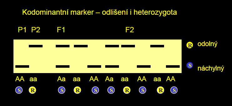 AFLP Amplified fragment length polymorphism (Polymorfismus délky amplifikovaných fragmentů) princip: metoda založena na restrikci DNA 2