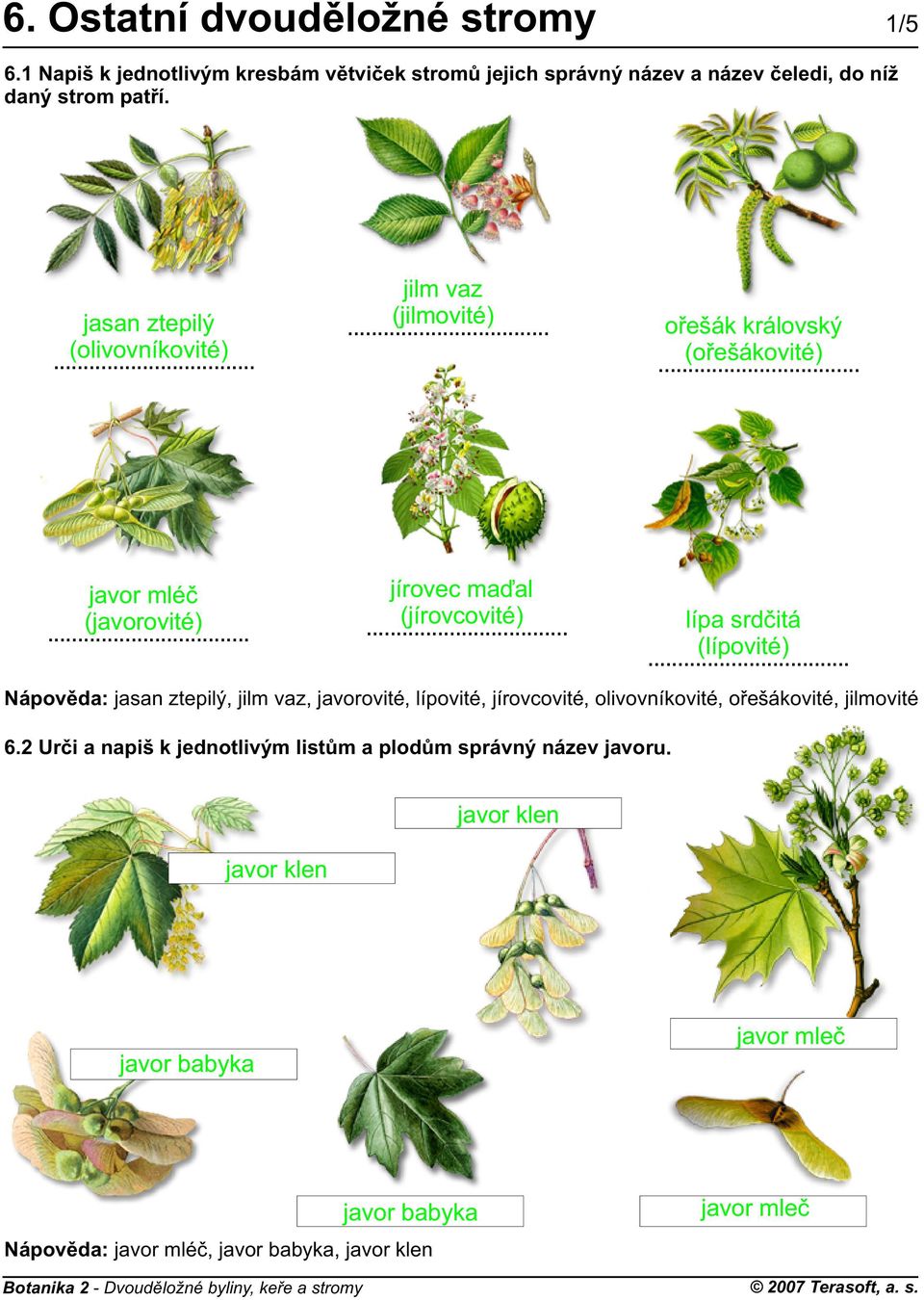 (olivovníkovité) (jilmovité) (oøešákovité) javor mléè (javorovité) (jírovcovité) (lípovité) Nápovìda:,,