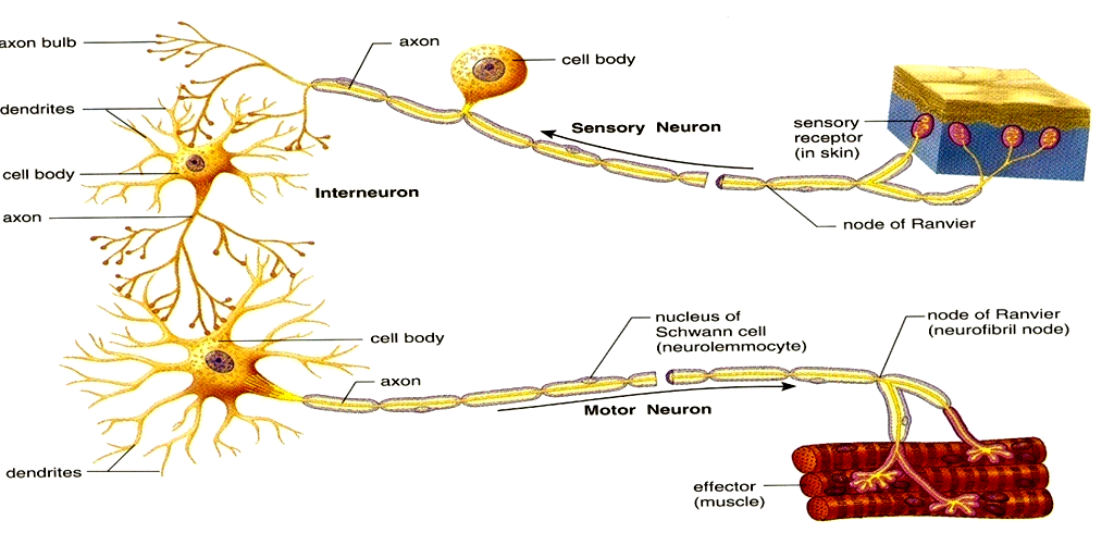Synapse = funkční kontakty mezi membránami dvou buněk, z nichž alespoň jedna je nervového původu - zajišťují přenos nervových vzruchů - k