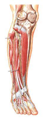Peroneal