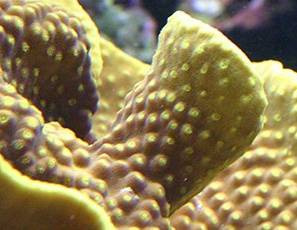korálové útesy: Scleractinia Lobophyllia hemprichii rifovník zubatý, čel.