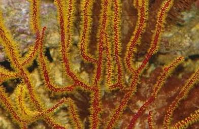 korálové útesy: Alcyonacea Muricella plectana, čel.