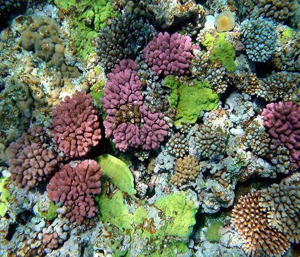 způsobují barevnost korálů, až ¾ těla korálu hermatypičtí koráli Scleractinia - mixotrofní - žahavými chapadly loví plankton, ale 90 %