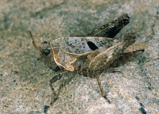 Systém: 10 600 druhů, Evropa 380 druhů, ČR 70 druhů Sběr: smykem, individuálně (podle zpěvu), uložení smrtička (pozor octan ethylnatý mění barvy těla i