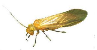 Řád: Psocoptera (Pisivky) psokos hlodat, drtit, škrábat, angl.