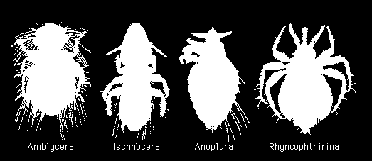 Řád: PHTHIRAPTERA (vši) Podřády: Amblycera Ischnocera