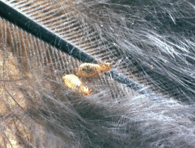 Sběr: Indivuduální prohledávání srsti a peří pročesávání, profoukávání - tvrdá pinzeta (vši měkká pinzeta), též sběr do plátěných