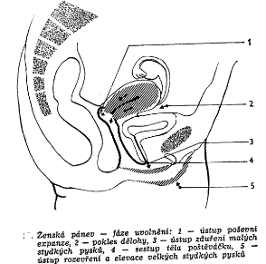 Obrázek č. 9 Reakce ženských pohlavních orgánů při fázi uvolnění (Masters a Johnsonová, 1970) Rámeček č. 1 - Anatomie ženského genitálu Ženské pohlavní ústrojí se dělí na zevní a vnitřní.