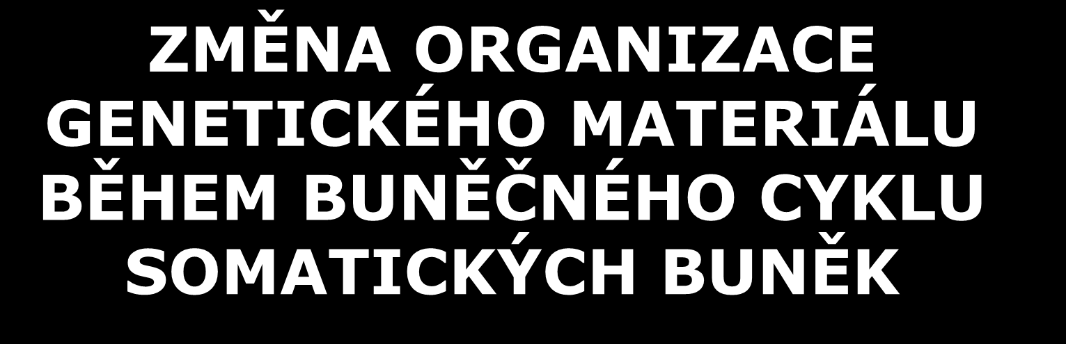 ZMĚNA ORGANIZACE GENETICKÉHO MATERIÁLU BĚHEM BUNĚČNÉHO CYKLU SOMATICKÝCH BUNĚK chromosomy vznikají při buněčném dělení DNA rozptýlená v buněčném jádře (interfáze) Obr.