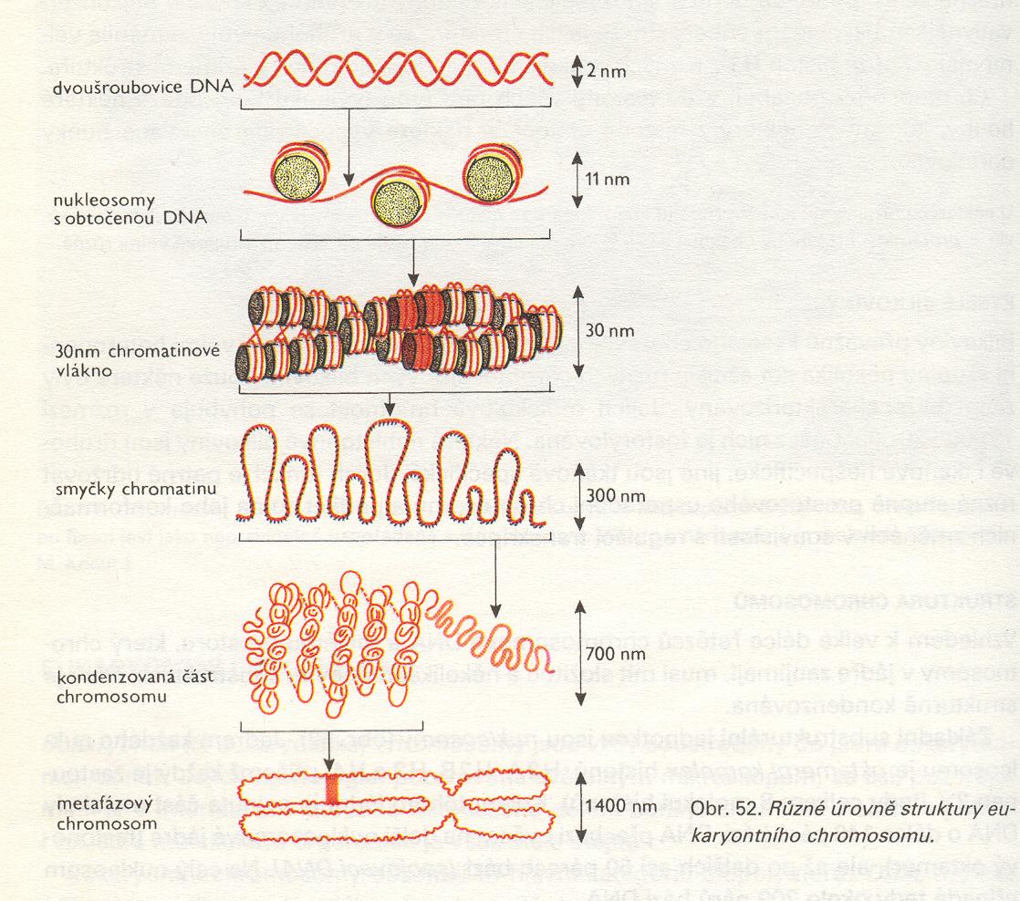 CHROMATIN A CHROMOSOMY BĚHEM BUNĚČNÉHO CYKLU kondenzace chromatinu,
