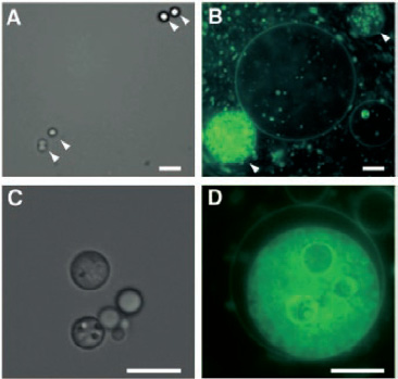 aneb evoluce na plné obrátky Lipozomy ph 8,5 Vladimír Kopecký Jr. Fyzikální ústav Univerzity Karlovy v Praze Oddělení fyziky biomolekul http:// //atrey.karlin.mff.cuni.cz/~ofb/kopecky.
