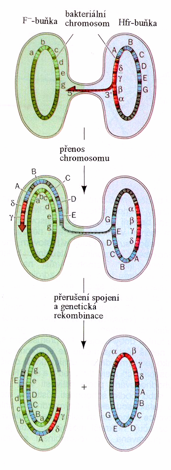 Koevoluce mikroorganismů Strastiplná cesta života na Zemi Jsou mikrofosile autentické?