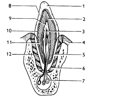 4. Pulpa dentis, zubní dřeň, je tvořena řídkým vazivem. Obsahuje četné cévy a bohatě se v ní větví nervová vlákna. Cévy a nervy vstupují do pulpy skrze foramen apicis dentis. Obr. č. 1: Stavba zubu 1.