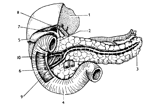 oploštěné a má facies anterior, facies posterior et inferior. Margo superior dosahuje k levé ledvině, margo inferior je v kontaktu s flexura duodenojejunalis. Při horním okraji probíhá vinutá a.