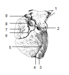 mezikomorové přepážky udávají sulcus interventricularis anterior a sulcus interventricularis posterior, přední a zadní mezikomorový žlábek, ve kterých probíhají větve věnčitých tepen.