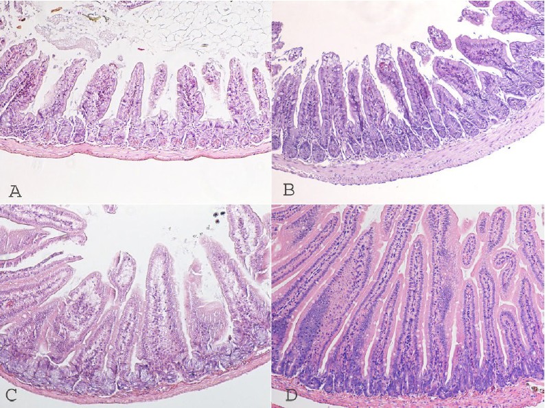 TPN 50% TPN 75% TPN 100% EN TPN GLN Mice TPN for 7 days TPN (50% of