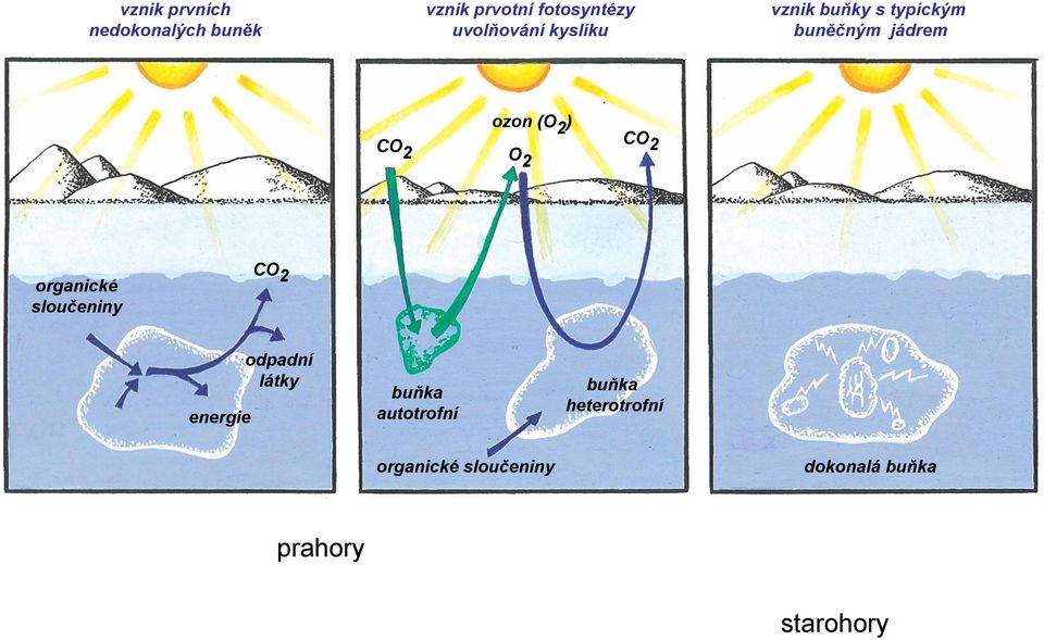O 2 organické sloučeniny CO 2 energie odpadní látky buňka autotrofní