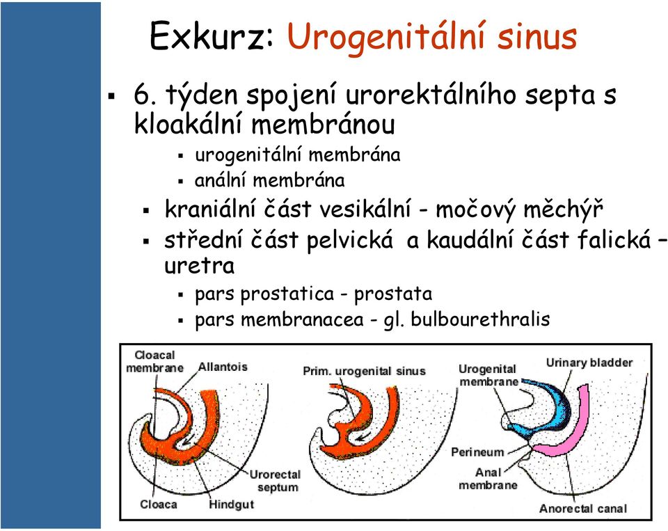 membrána anální membrána kraniální část vesikální - močový měchýř