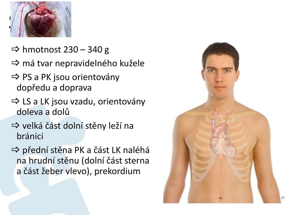 dolů velká část dolní stěny leží na bránici přední stěna PK a část LK