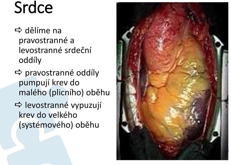 krev do malého (plicního) oběhu levostranné