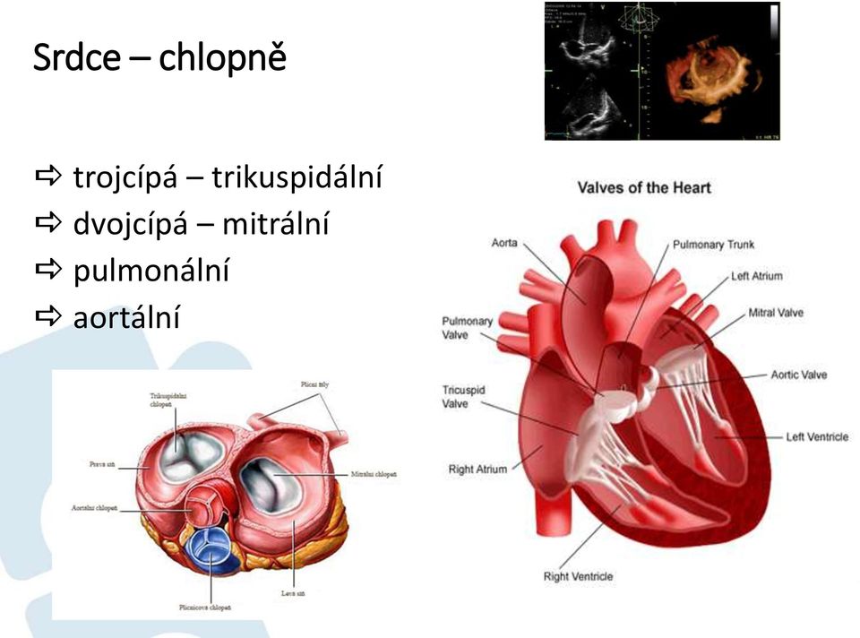 trikuspidální