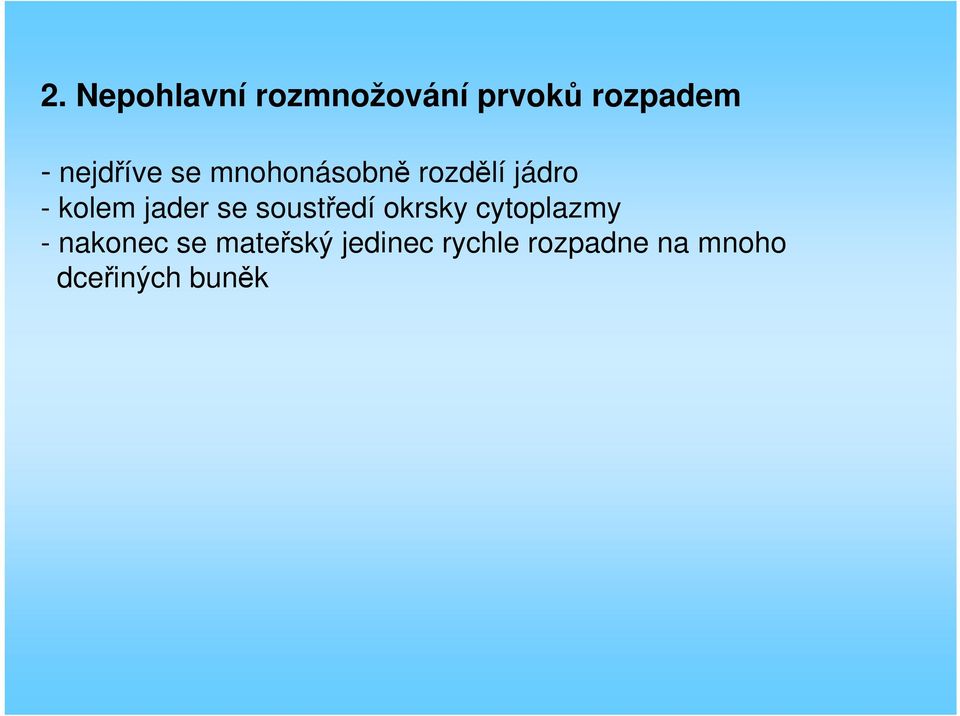 jader se soustředí okrsky cytoplazmy - nakonec se