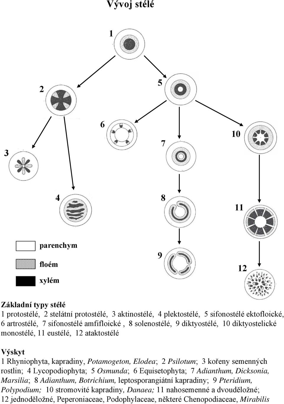 Elodea; 2 Psilotum; 3 kořeny semenných rostlin; 4 Lycopodiophyta; 5 Osmunda; 6 Equisetophyta; 7 Adianthum, Dicksonia, Marsilia; 8 Adianthum, Botrichium, leptosporangiátní