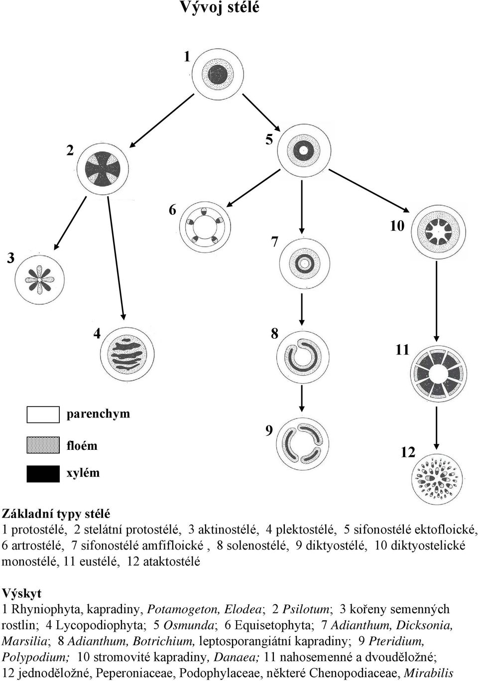 Elodea; 2 Psilotum; 3 kořeny semenných rostlin; 4 Lycopodiophyta; 5 Osmunda; 6 Equisetophyta; 7 Adianthum, Dicksonia, Marsilia; 8 Adianthum, Botrichium, leptosporangiátní