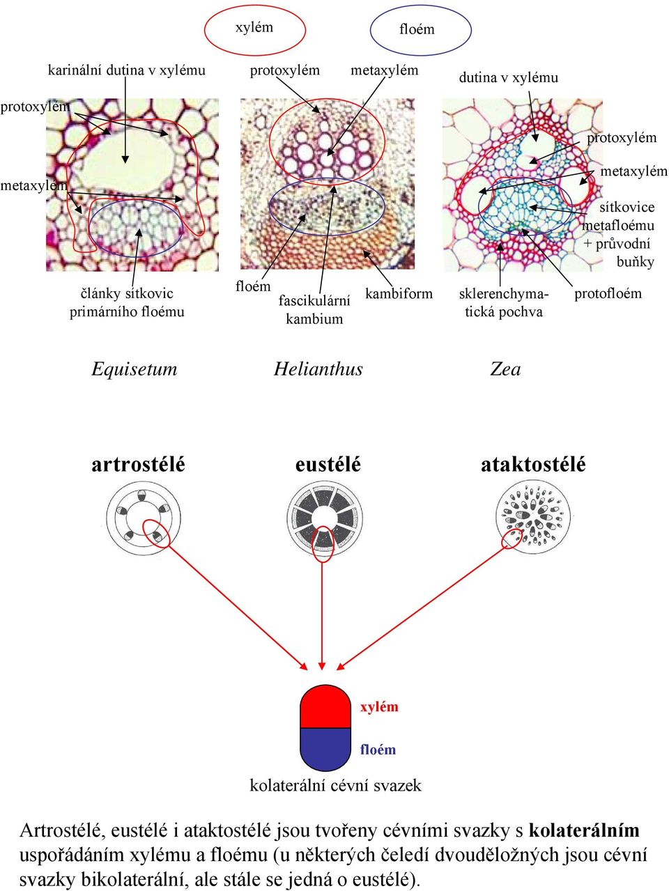 eustélé ataktostélé kolaterální cévní svazek Artrostélé, eustélé i ataktostélé jsou tvořeny cévními svazky s