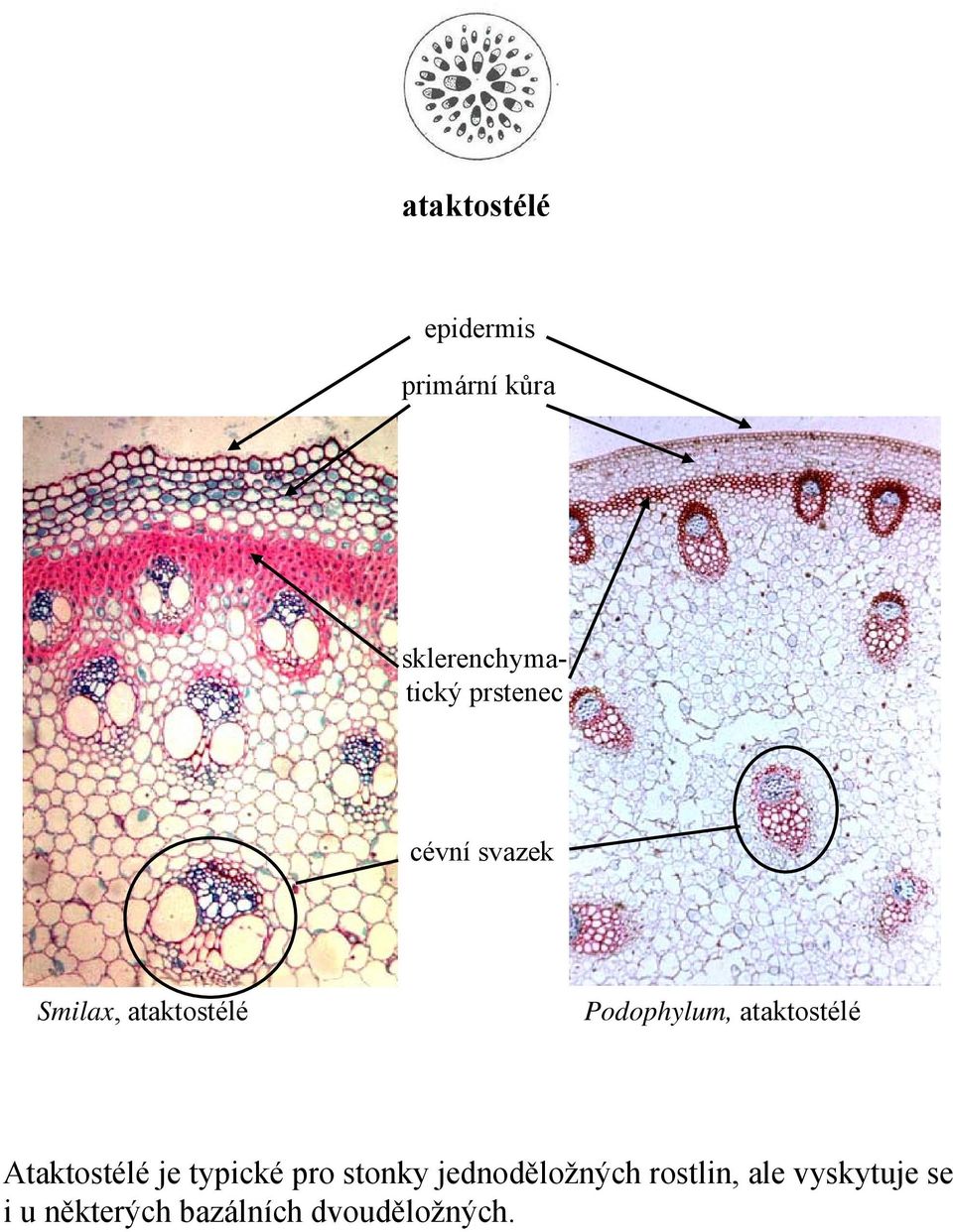 ataktostélé Ataktostélé je typické pro stonky