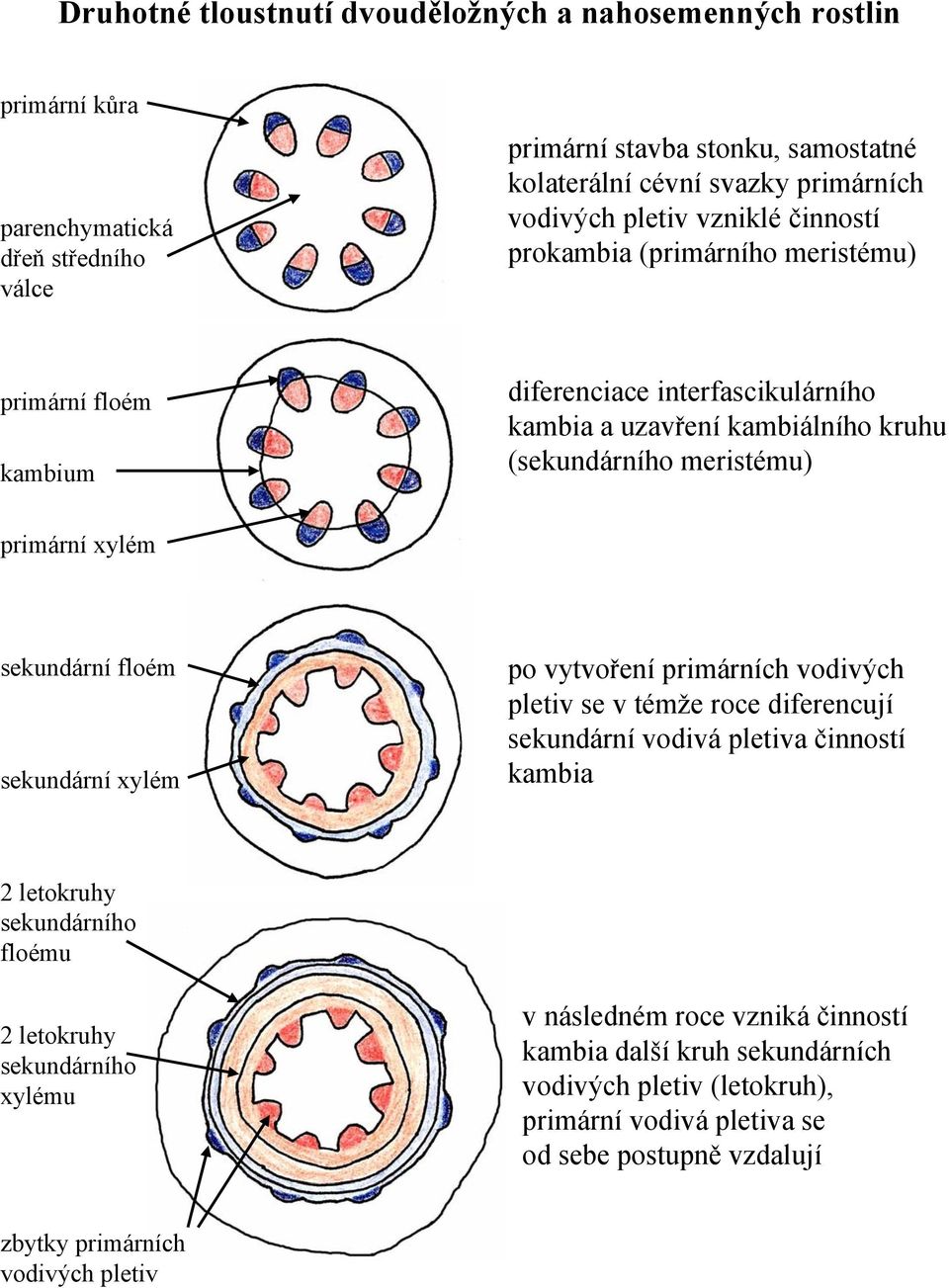 primární sekundární sekundární po vytvoření primárních vodivých pletiv se v témže roce diferencují sekundární vodivá pletiva činností kambia 2 letokruhy sekundárního u 2 letokruhy