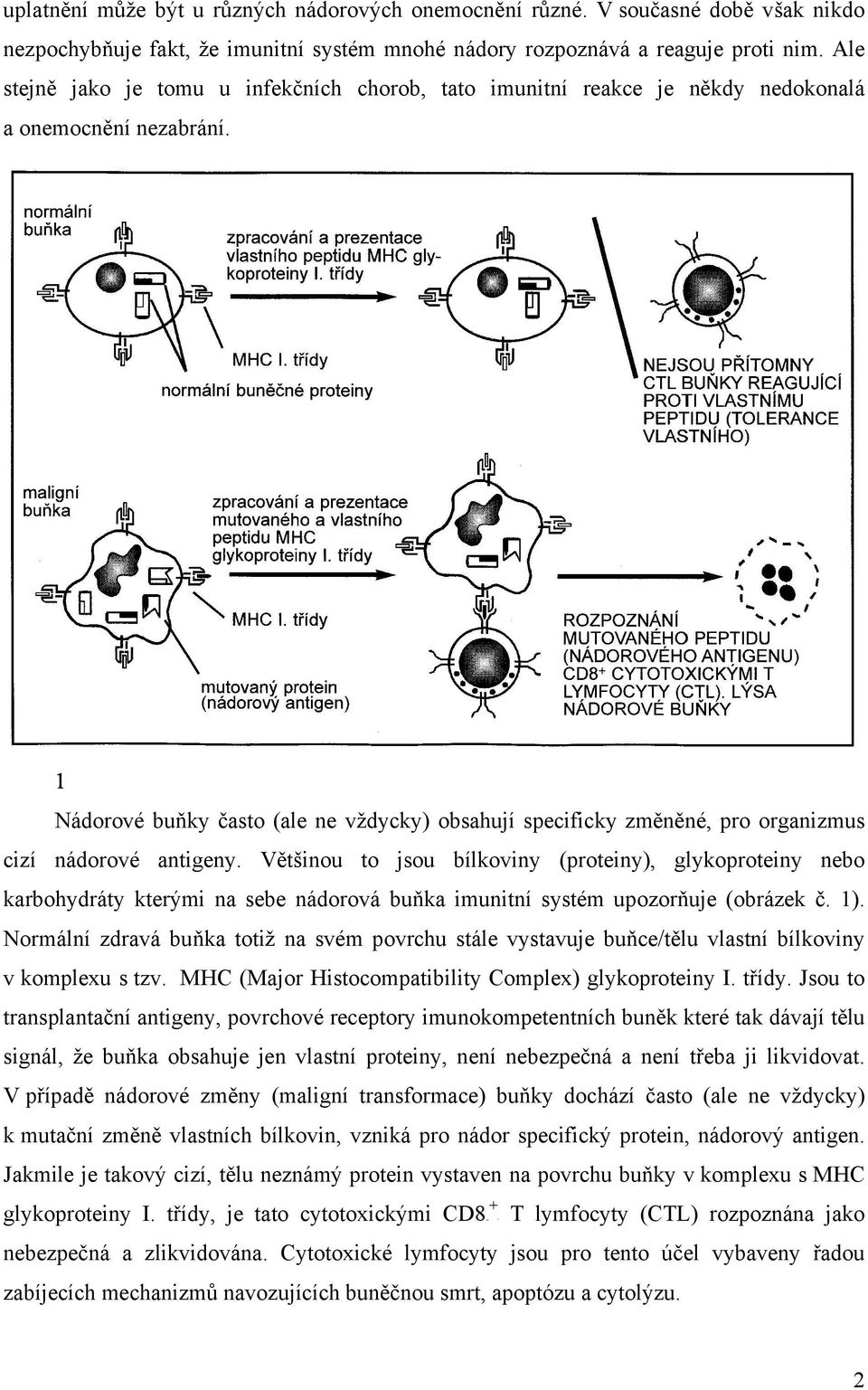 1 Nádorové buňky často (ale ne vždycky) obsahují specificky změněné, pro organizmus cizí nádorové antigeny.