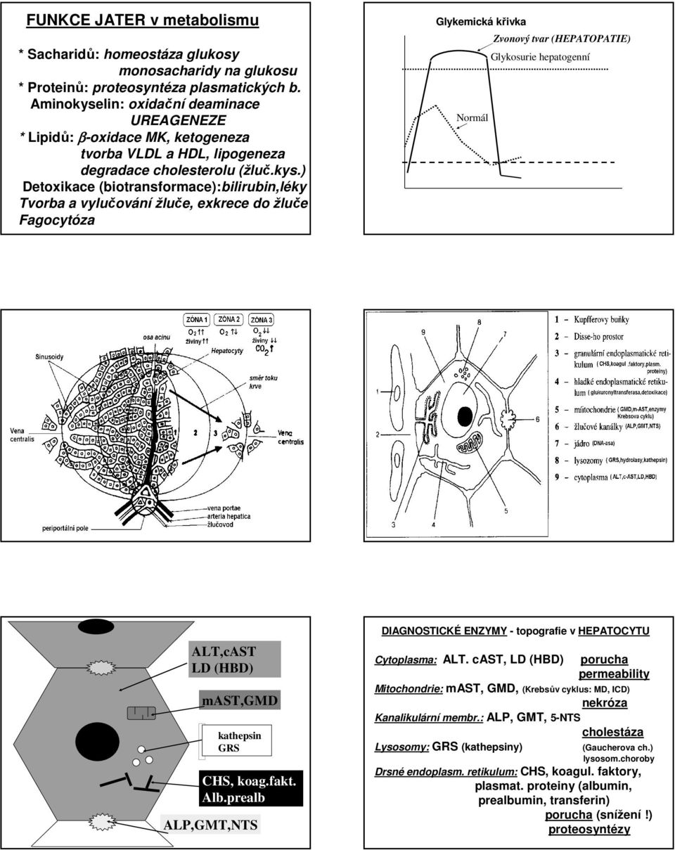 lin: oxidační deaminace UREAGENEZE * Lipidů: β-oxidace MK, ketogeneza tvorba VLDL a HDL, lipogeneza degradace cholesterolu (žluč.kys.