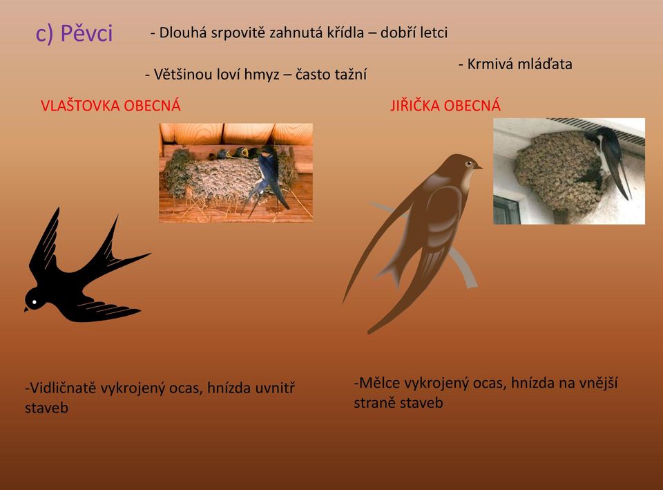 OBECNÁ JIŘIČKA OBECNÁ -Vidličnatě vykrojený ocas, hnízda