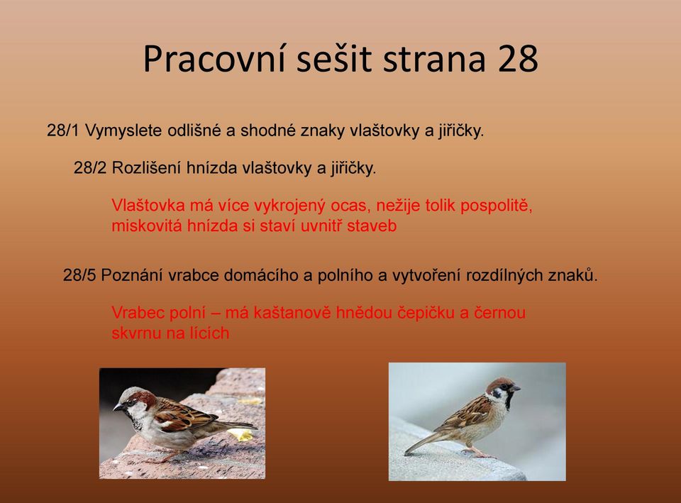 Vlaštovka má více vykrojený ocas, nežije tolik pospolitě, miskovitá hnízda si staví