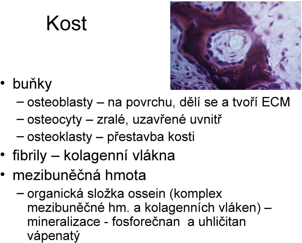 vlákna mezibuněčná hmota organická složka ossein (komplex mezibuněčné