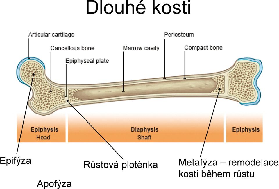 Apofýza Metafýza