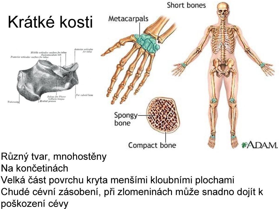 menšími kloubními plochami Chudé cévní