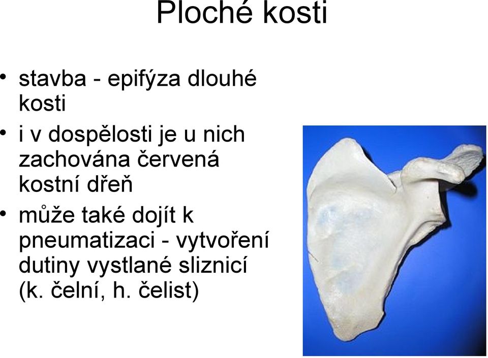 dřeň může také dojít k pneumatizaci -