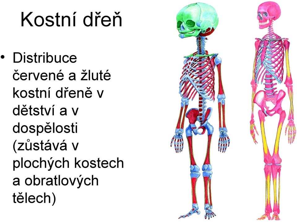 a v dospělosti (zůstává v